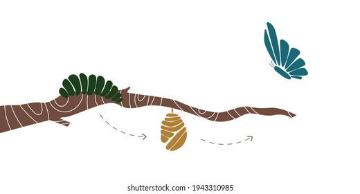 vector drawing of a caterpillar in a butterfly, on a white background