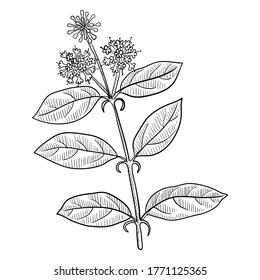 vector drawing cat's claw, Uncaria tomentosa, hand drawn illustration of medicinal plant