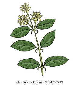 vector drawing cat's claw,  Uncaria tomentosa , hand drawn illustration of medicinal plant
