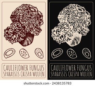 Vektor-Zeichnung CAULIFLOWER FUNGUS. Handgezeichnete Illustration. Der lateinische Name ist SPARASSIS CRISPA WULFEN.
