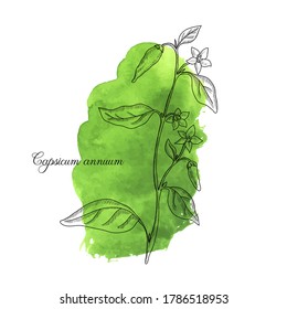 vector drawing cayenne pepper plant, Capsicum annuum at green watercolor background, hand drawn illustration