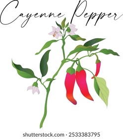 vector drawing of cayenne pepper plant, Capsicum annuum on white background, hand-drawn illustration