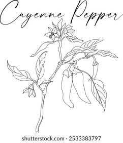 vector drawing of cayenne pepper plant, Capsicum annuum on white background, hand-drawn illustration