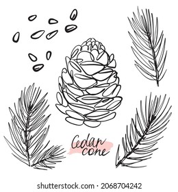 Vector drawing of cedar cones	
