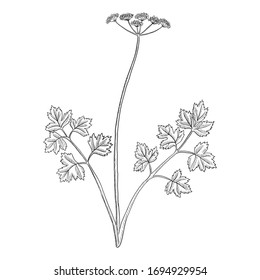 vector drawing celery, Apium graveolens, hand drawn illustration