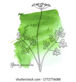 vector drawing celery, Apium graveolens at green watercolor background, hand drawn illustration