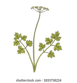 vector drawing celery, Apium graveolens at white background, hand drawn illustration