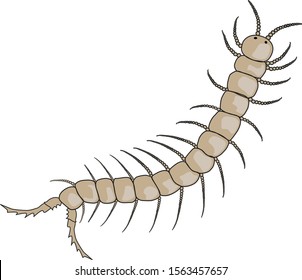 Vector drawing of centipede isolated