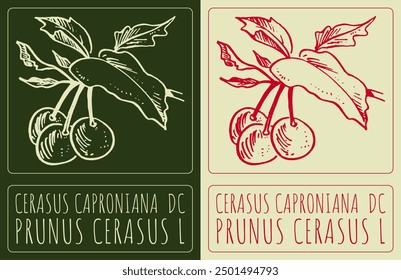 Vector drawing CERASUS CAPRONIANA  DC. Hand drawn illustration. Latin name is PRUNUS CERASUS L.
