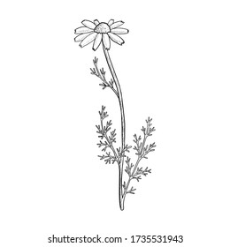 vector drawing chamomile, daisy flower, Chamaemelum nobile, Anthemis nobilis, hand drawn illustration