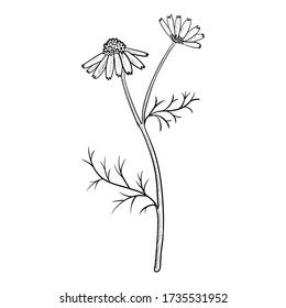 vector drawing chamomile, daisy flower, Matricaria chamomilla , hand drawn illustration