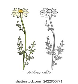 vector drawing chamomile, daisy flower, Chamaemelum nobile at white background, Anthemis nobilis, hand drawn illustration