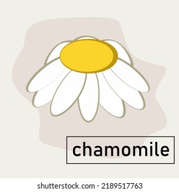 vector drawing chamomile flower, floral element, hand drawn botanical illustration