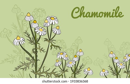 Vector drawing of chamomile officinalis. Chamomile sprig, leaves and flowers of chamomile officinalis.  Isolated medical flower and leaves.  Botanical plant illustration.