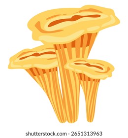 Vector drawing of chanterelle mushrooms in golden yellow tones. Ideal for recipe designs, foraging books, autumn cooking, and nature or forest-themed educational projects