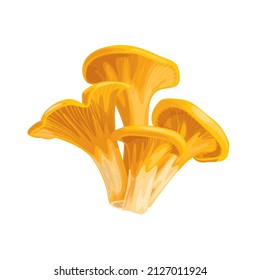 Vector drawing of chanterelle mushrooms on a white background