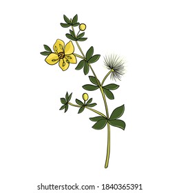 vector drawing chaparral, Larrea tridentata , hand drawn illustration