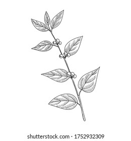 vector drawing charcoal-tree, Trema orientalis, hand drawn illustration of medicinal plant