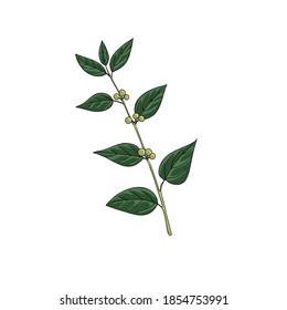 vector drawing charcoal-tree, Trema orientalis, hand drawn illustration of medicinal plant