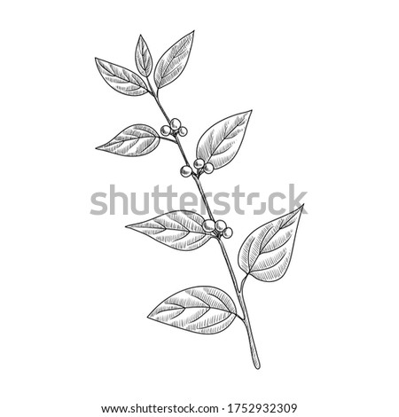 vector drawing charcoal-tree, Trema orientalis, hand drawn illustration of medicinal plant