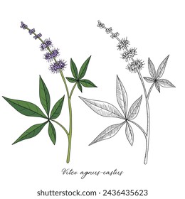 vector drawing chasteberry, Vitex agnus-castus, hand drawn illustration of medicinal plant