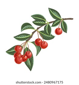 vector drawing cherry tree branch with red berries and green leaves isolated at white background, hand drawn illustration