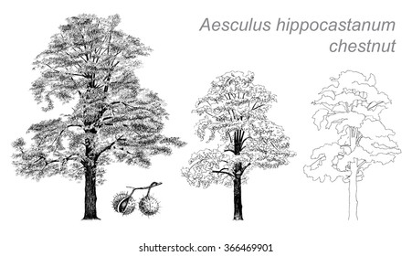 vector drawing of chestnut (Aesculus hippocastanum) with detail