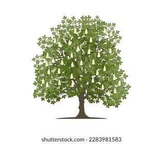 Vector drawing of chestnut tree. Nature and ecology. Isolated vector illustration of chestnut tree on a white background for social networks, posters, cards and more.