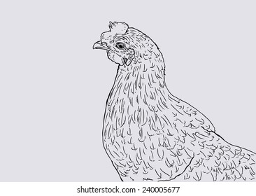 vector drawing of chicken behind in a half-turn/vector drawing of chicken