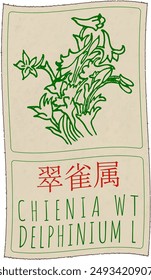 Vector drawing CHIENIA WT in Chinese. Hand drawn illustration. Latin name is DELPHINIUM L.
