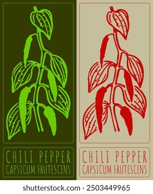 Vector drawing CHILI PEPPER. Hand drawn illustration. Latin name is CAPSICUM FRUTESCENS.
