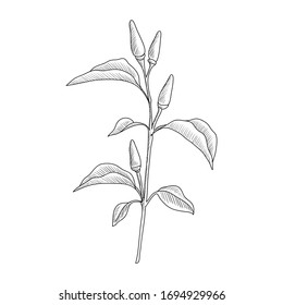 vector drawing chili pepper plant, Capsicum frutescens, hand drawn illustration