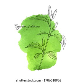 planta de pimienta de chile de dibujo vectorial, Capsicum frutescens en fondo de color de agua verde, ilustración dibujada a mano