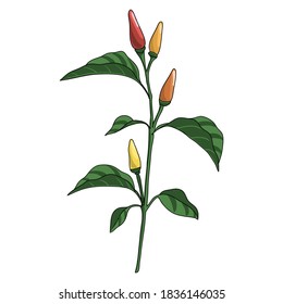 vector drawing chili pepper plant, Capsicum frutescens at white background, hand drawn illustration