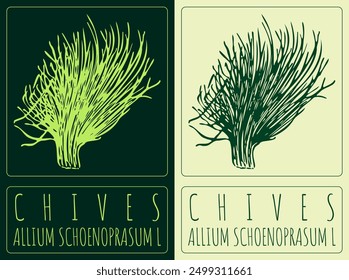 Vector drawing CHIVES. Hand drawn illustration. Latin name is ALLIUM SCHOENOPRASUM L.
