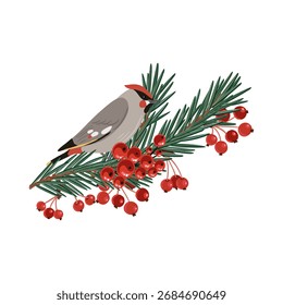 Composición de Navidades de dibujo de Vector, pájaro de cera bohemio en la rama de abeto con agujas verdes y bayas rojas, ilustración dibujada a mano