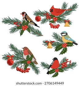 Vector dibujando Navidades, pájaros en la rama de abeto con agujas verdes y hojas de acebo y bayas rojas, ilustración dibujada a mano