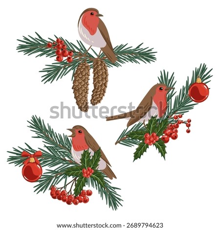vector drawing Christmas compositions, robin birds at fir branch with green needles and holly red berries, hand drawn illustration