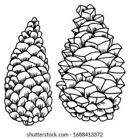 Vector drawing of christmas cones. Forest cones. Pine cone. Nature. Sketch, illustration.