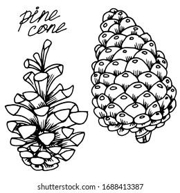 Vector drawing of christmas cones. Forest cones. Pine cone. Nature. Sketch, illustration.