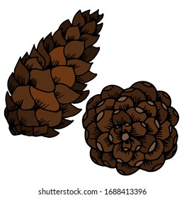 Dibujo vectorial de conos de Navidad. Conos forestales. Cono de pino. Naturaleza. Dibujo, ilustración.