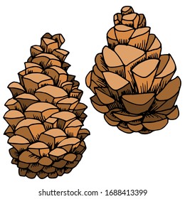 Vector drawing of christmas cones. Forest cones. Pine cone. Nature. Sketch, illustration.