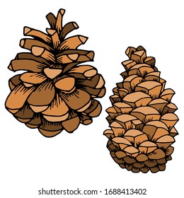 Vector drawing of christmas cones. Forest cones. Pine cone. Nature. Sketch, illustration.