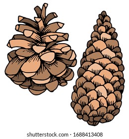 Vector drawing of christmas cones. Forest cones. Pine cone. Nature. Sketch, illustration.