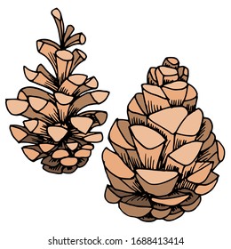 Dibujo vectorial de conos de Navidad. Conos forestales. Cono de pino. Naturaleza. Dibujo, ilustración.
