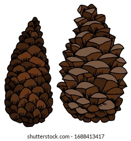 Vector drawing of christmas cones. Forest cones. Pine cone. Nature. Sketch, illustration.