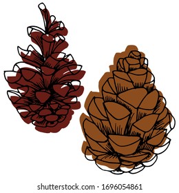 Vector drawing of christmas cones. Forest cones. Pine cone. Nature. Sketch, illustration.