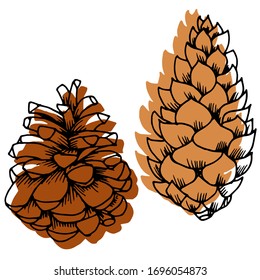 Vector drawing of christmas cones. Forest cones. Pine cone. Nature. Sketch, illustration.