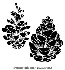 Vector drawing of christmas cones. Forest cones. Pine cone. Nature. Sketch, illustration.