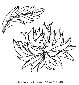 Vector drawing of chrysanthemum flowers. Beautiful decorative flowers. sketch